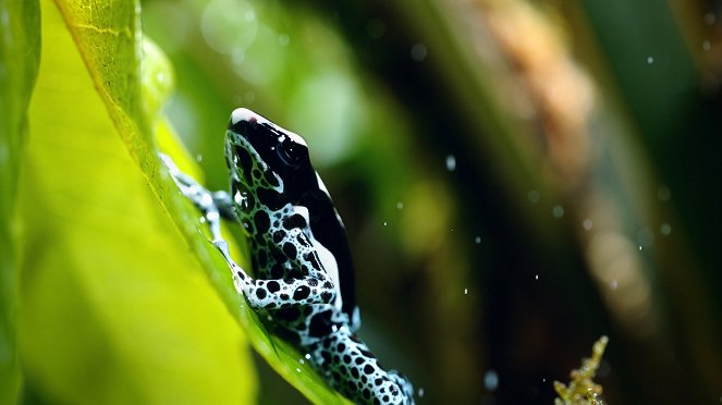 24 Stunden Wildnis - Jäger des Dschungels - Filmfotos