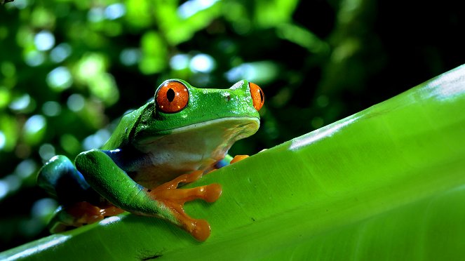 One Wild Day - Jungles - Do filme