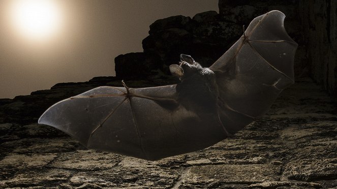 Giant Carnivorous Bats - Do filme