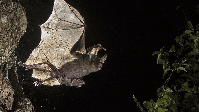 Giant Carnivorous Bats - Van film
