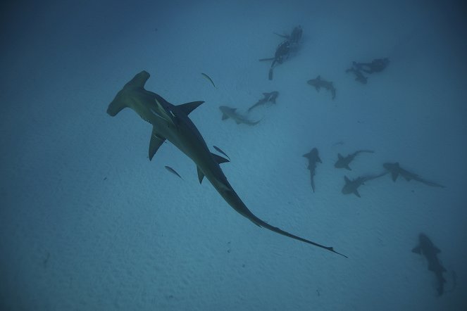 Zeb Hogans Monsterfische: Hammerhai - Filmfotos