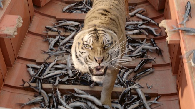 Life Of Pi - Schiffbruch mit Tiger - Filmfotos