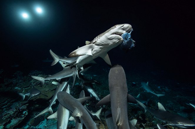 700 requins dans la nuit - Van film