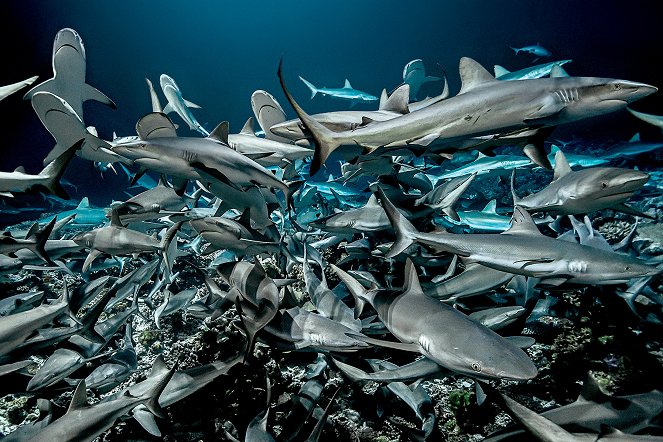 700 Haie in der Nacht - Filmfotos