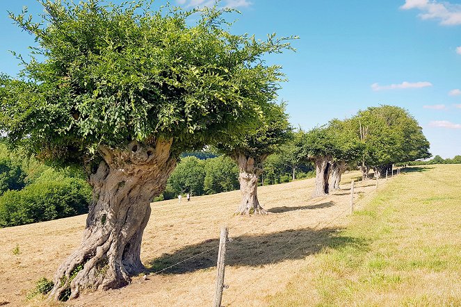 Lebensraum Kopfbaum - Vom nachhaltigen Nutzen des Baumschnitts - Filmfotos