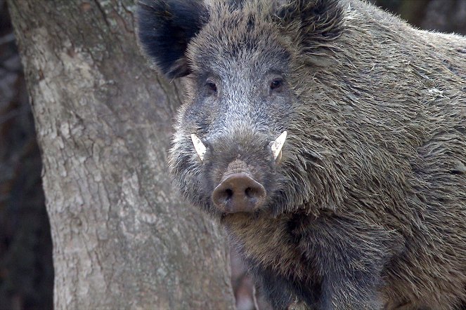 Wildschweine - Das Comeback - Z filmu