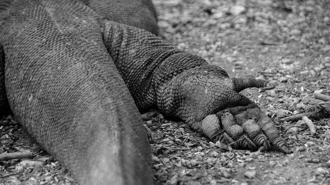 Komodo sárkányai - Filmfotók