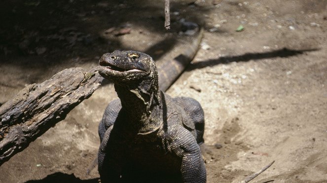 Komodo: Reich der Drachen - Filmfotos
