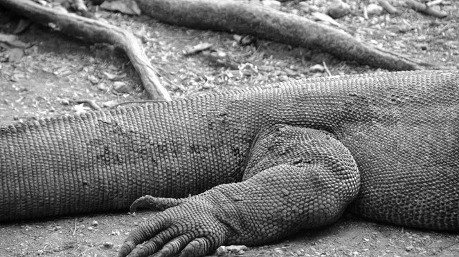 Komodo sárkányai - Filmfotók