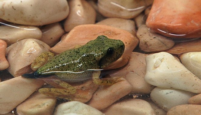 Ropuška baleárská - Kuvat elokuvasta