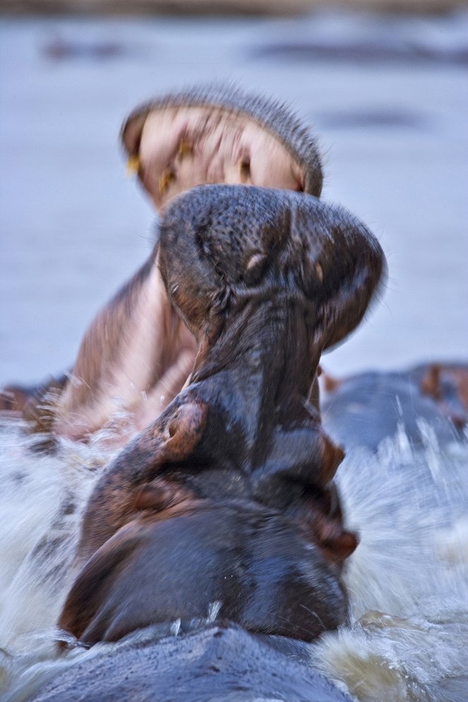 Faszinierende Wildnis - Überlebensstrategien - Filmfotos