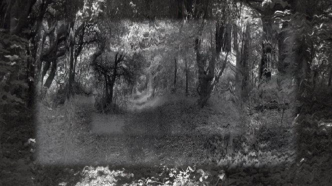 Forest Paths - Filmfotók