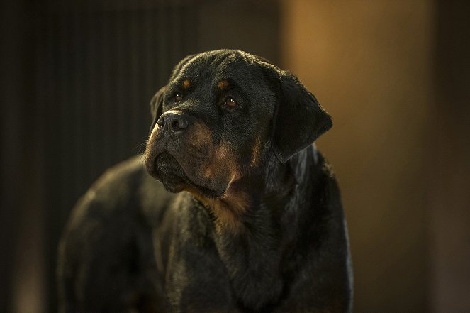 Superagente canino - De la película