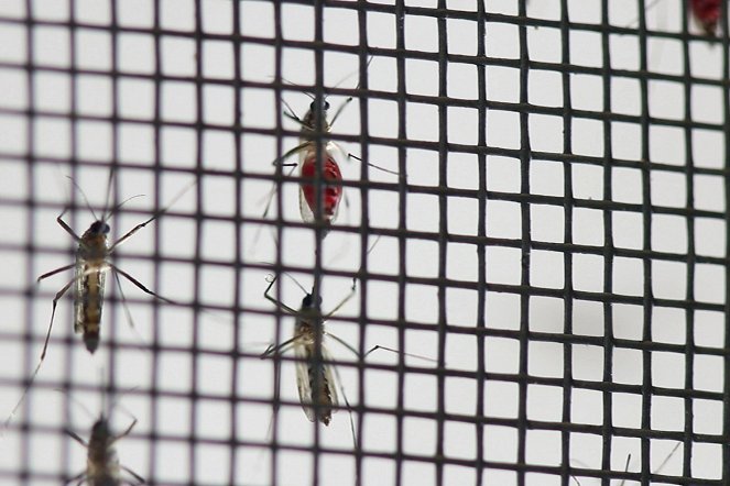 Mückenalarm - Invasion der Plagegeister - Z filmu