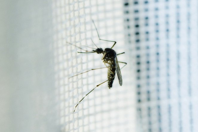 Mückenalarm - Invasion der Plagegeister - De la película