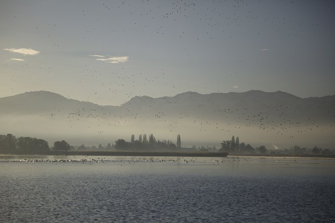 Universum: Bodensee - Wildnis am großen Wasser - Photos