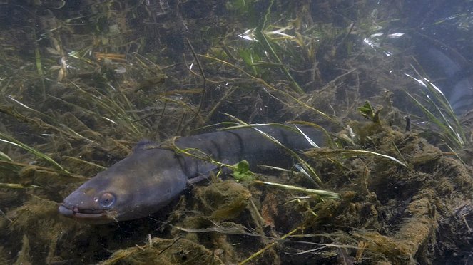 Universum: Bodensee - Wildnis am großen Wasser - Z filmu