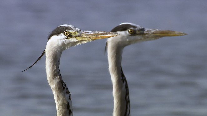 Universum: Bodensee - Wildnis am großen Wasser - Filmfotos