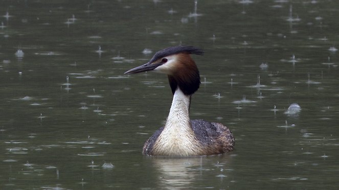 Universum: Bodensee - Wildnis am großen Wasser - Photos