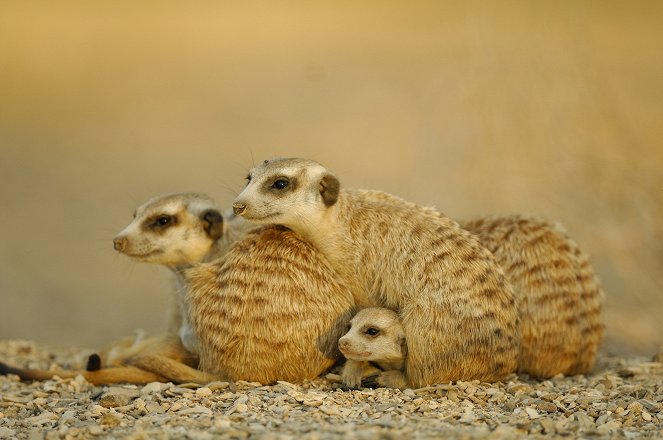 Faszinierende Wildnis - Säugetiere - Filmfotos