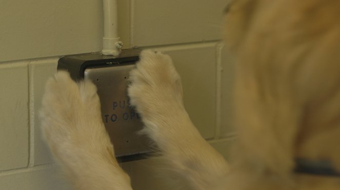 Is Your Dog A Genius? - Do filme