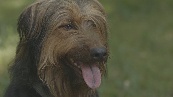 Dein Hund: Das Genie - Filmfotos