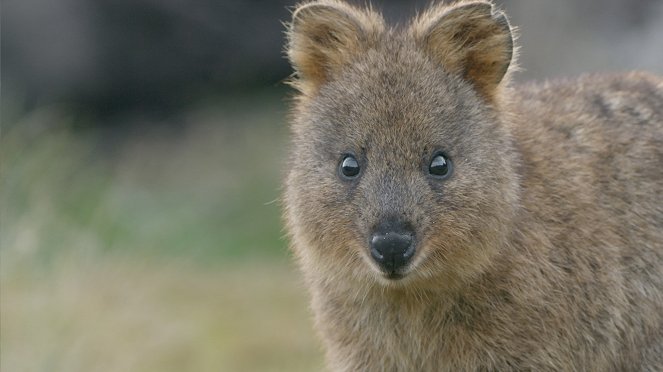 Secrets of Wild Australia - Filmfotos