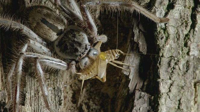 Secrets of Wild Australia - Van film