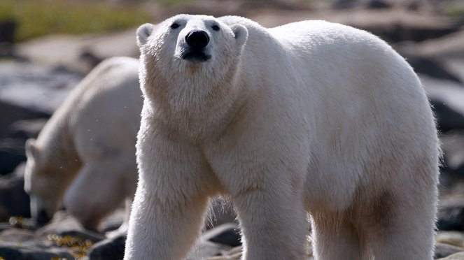 Polar Bear Town Summer - Van film