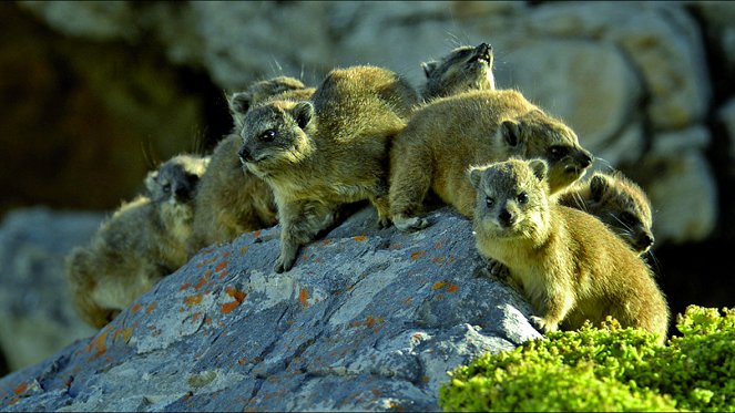 The Dassie - A South African Survival Specialist - Photos