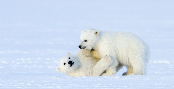 Universum: Frost - Meine Eisbärin auf Spitzbergen - Filmfotos