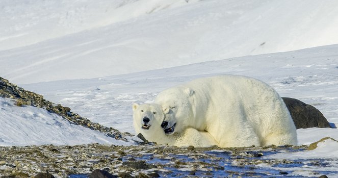 Erlebnis Erde: Auf Wiedersehen Eisbär! - Mein Leben auf Spitzbergen - Filmfotos