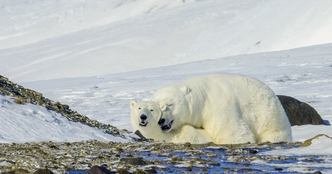 Universum: Frost - Meine Eisbärin auf Spitzbergen - Filmfotos