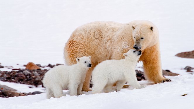 Erlebnis Erde: Auf Wiedersehen Eisbär! - Mein Leben auf Spitzbergen - Filmfotos