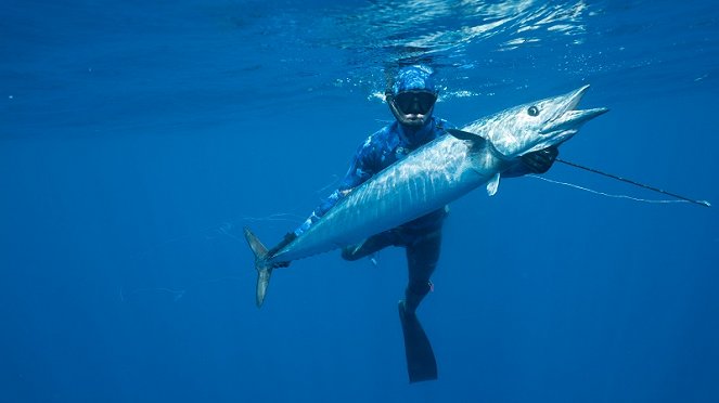 Hai vs. Thunfisch - Filmfotos