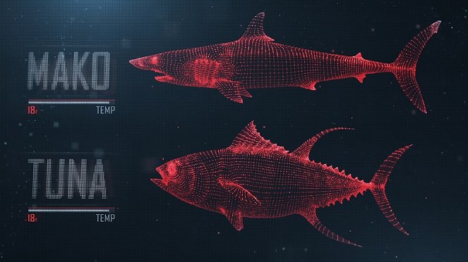 Hai vs. Thunfisch - Filmfotos