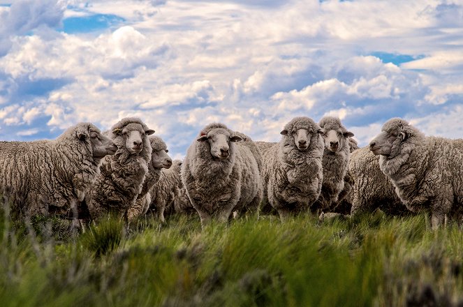 Universum: Wildes Patagonien - Filmfotos