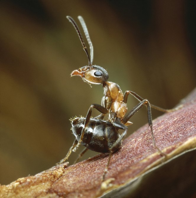Life - elävä planeetta - Insects - Kuvat elokuvasta