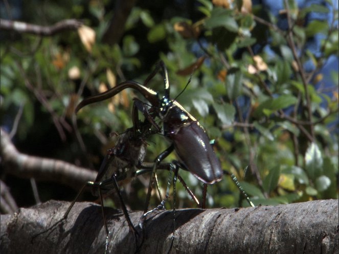 Life - Insects - Do filme
