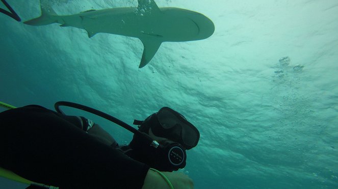 Shark Tank Vs Shark Week - Film