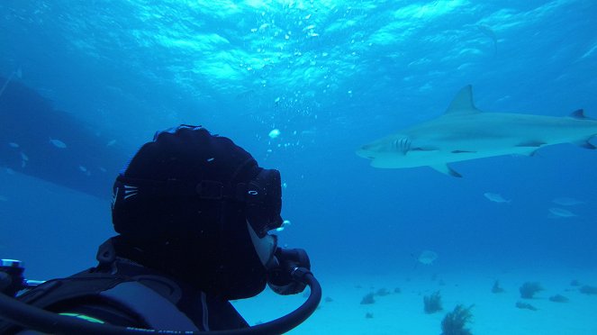 Shark Tank Vs Shark Week - Film