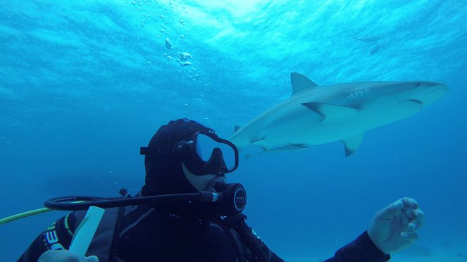 Pořad Nádrž se žraloky proti pořadu Týden žraloků - Z filmu