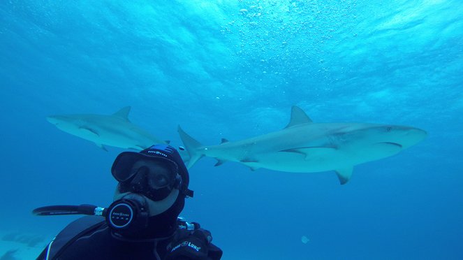Pořad Nádrž se žraloky proti pořadu Týden žraloků - Z filmu
