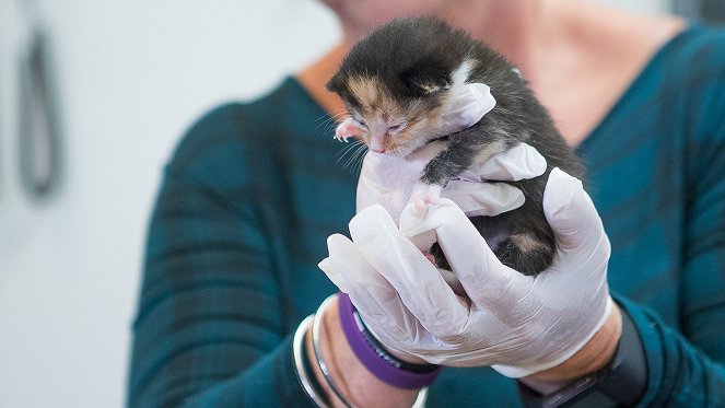 Kitten Rescuers - Photos