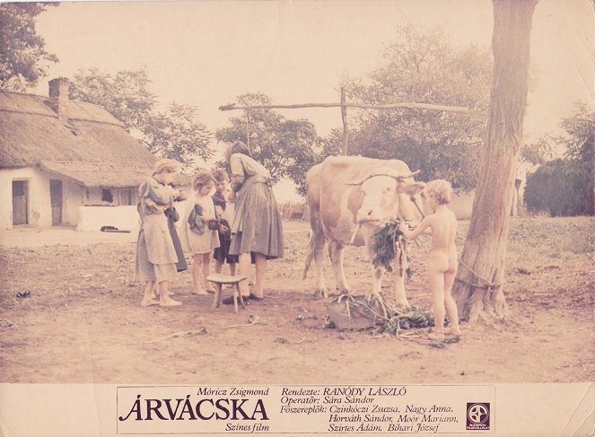 Árvácska - Cartões lobby