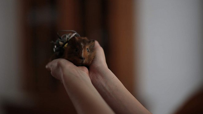 El hamsterino Viajador del Tiempo - Kuvat elokuvasta