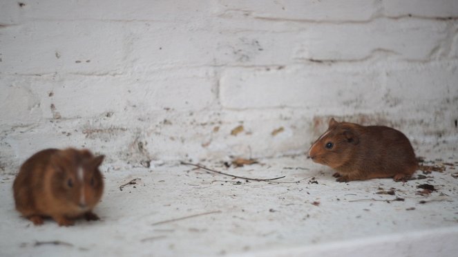 El hamsterino Viajador del Tiempo - Filmfotos