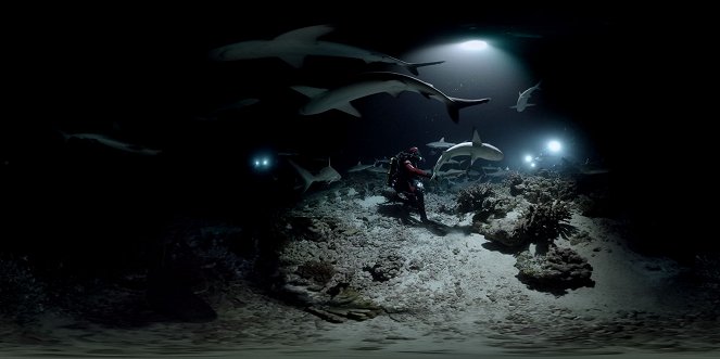 700 Haie in der Nacht - Filmfotos