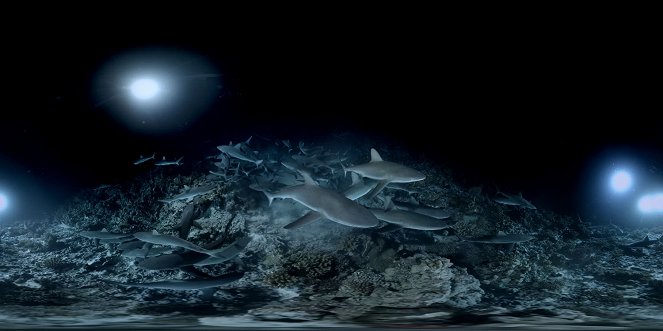 700 requins dans la nuit - De la película
