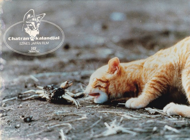 Chatran cica kalandjai - Vitrinfotók